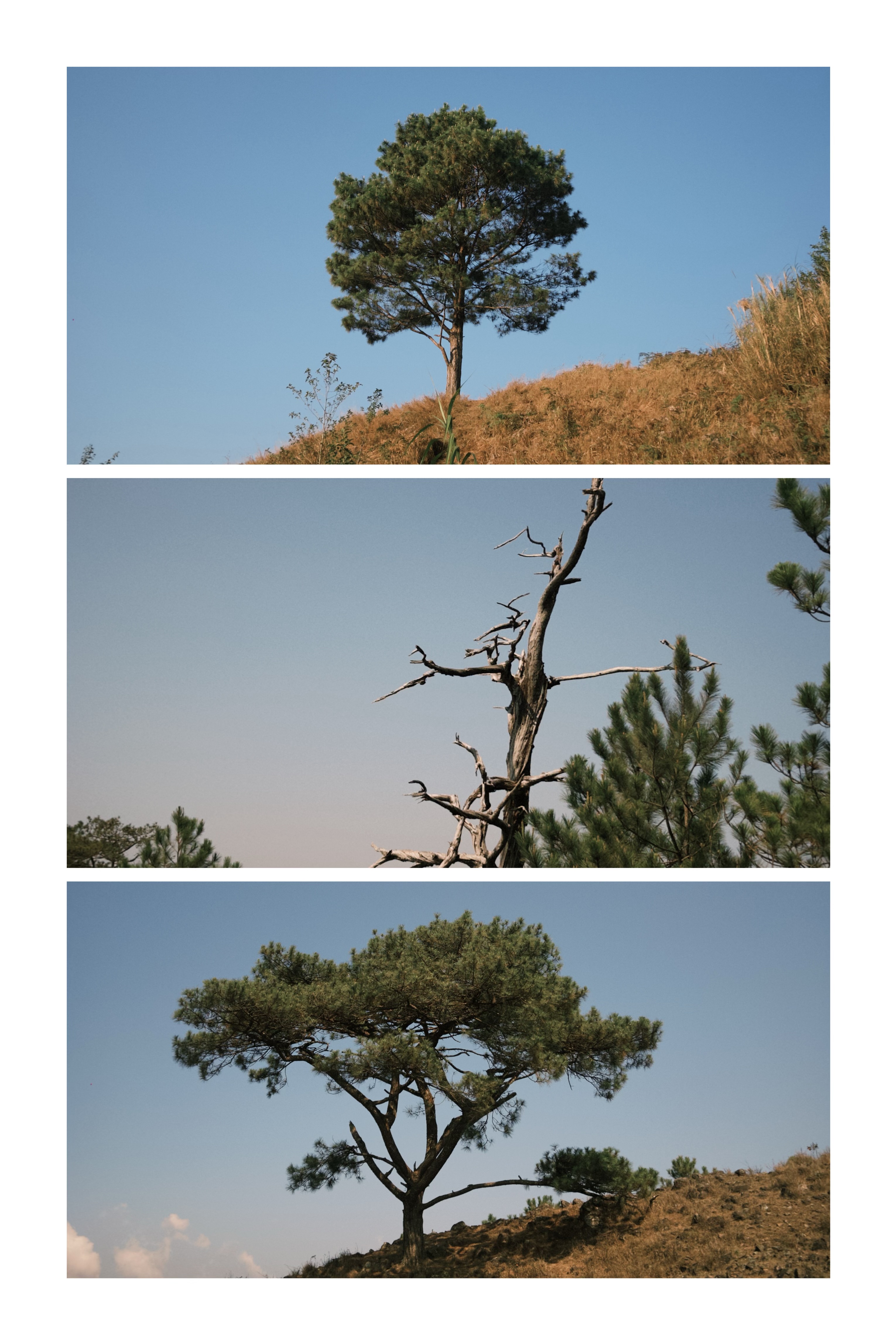 Images